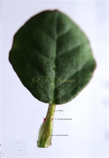  Leaf